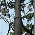木棉科-美人樹12.jpg