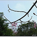 木棉科-美人樹16.jpg