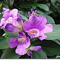紫葳科-蒜香藤06.jpg