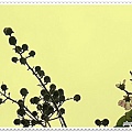 千屈菜科-大花紫薇09.jpg