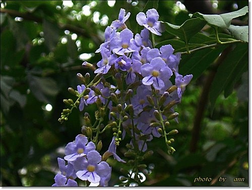 馬鞭草科-金露花02.jpg