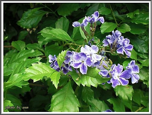 馬鞭草科-蕾絲金露花01.jpg