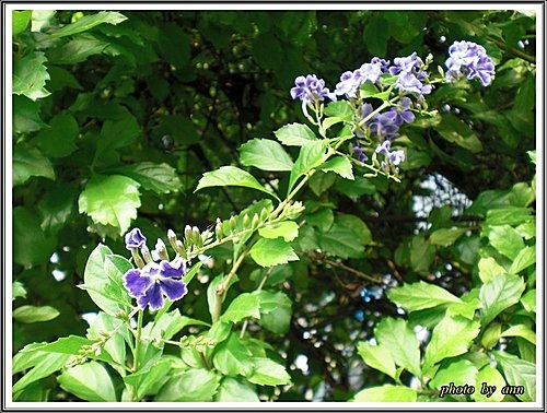 馬鞭草科-蕾絲金露花04.jpg