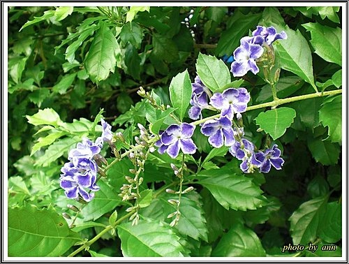 馬鞭草科-蕾絲金露花06.jpg