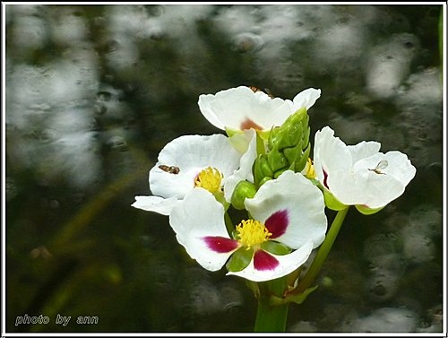 澤潟科-蒙特登慈菇(爆米花慈菇)06.jpg