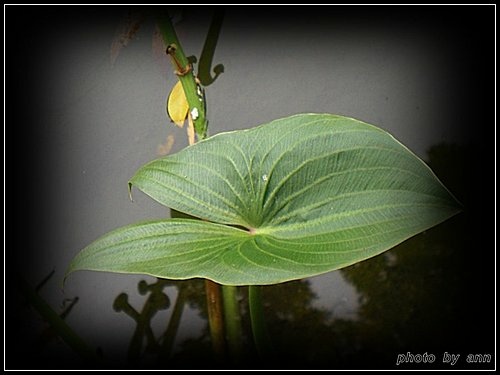 澤潟科-蒙特登慈菇(爆米花慈菇)03.jpg