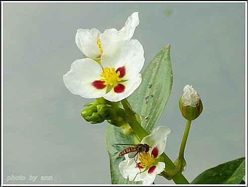 澤潟科-蒙特登慈菇(爆米花慈菇)01.jpg