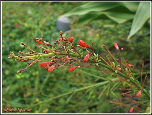 玄參科-炮竹紅10.jpg