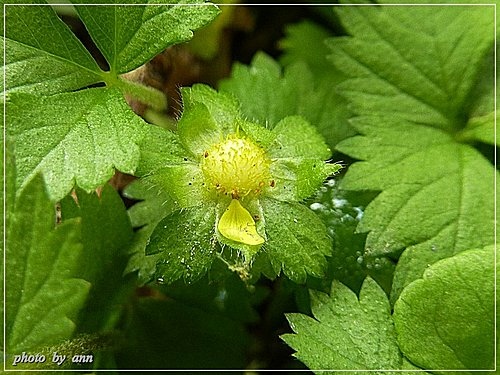 薔薇科-蛇莓(皺果)04.jpg