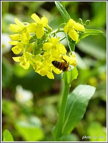 十字花科-油菜03.jpg