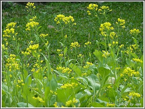 十字花科-油菜01.jpg