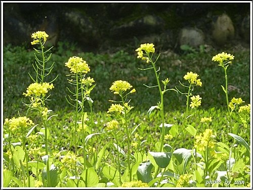 十字花科-油菜02.jpg