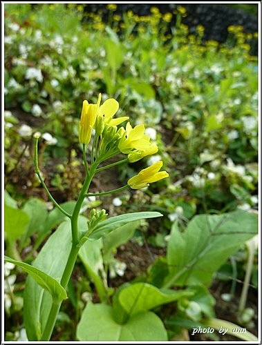 十字花科-油菜07.jpg