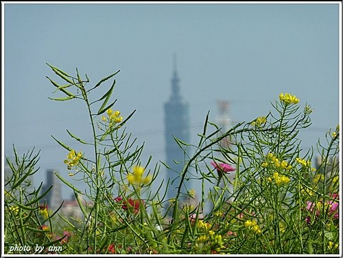 十字花科-油菜11.jpg