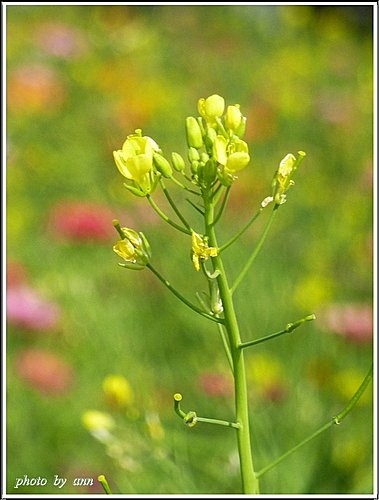 十字花科-油菜12.jpg