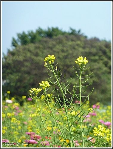 十字花科-油菜13.jpg