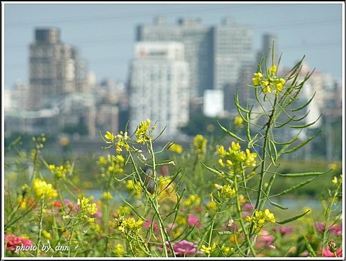 十字花科-油菜14.jpg