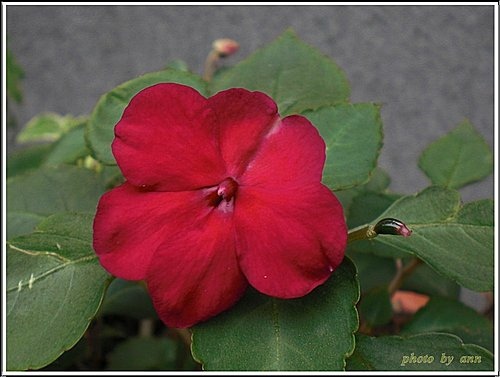 鳳仙花科-非洲鳳仙花08.jpg