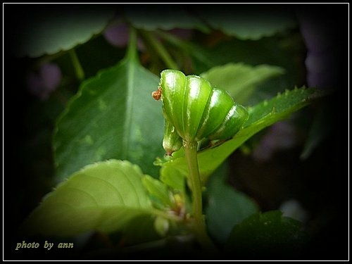 鳳仙花科-非洲鳳仙花21.jpg