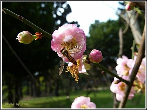 紅梅(昆蟲篇)07.jpg