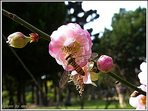 紅梅(昆蟲篇)09.jpg