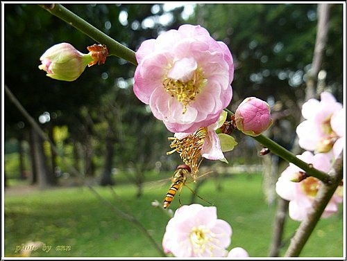 紅梅(昆蟲篇)11.jpg