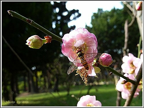 紅梅(昆蟲篇)13.jpg