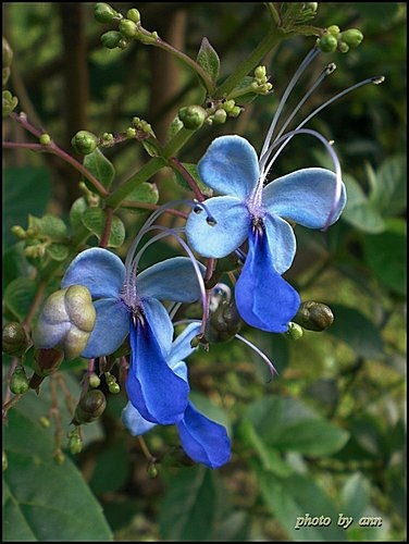 馬鞭草科-花蝴蝶(紫蝶花)08.jpg