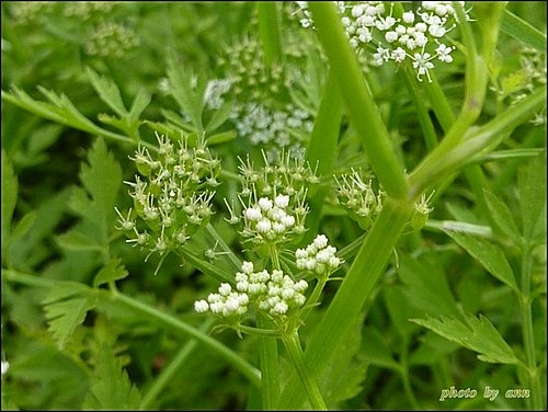 繖形花科-水芹菜04.jpg