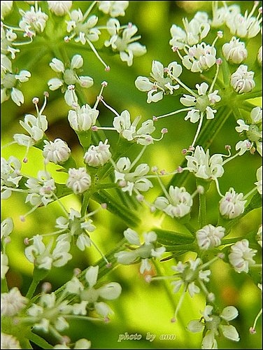 繖形花科-水芹菜11.jpg