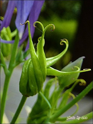 毛茛科-夢幻草13.jpg