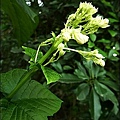 馬鞭草科-白龍船花02.jpg