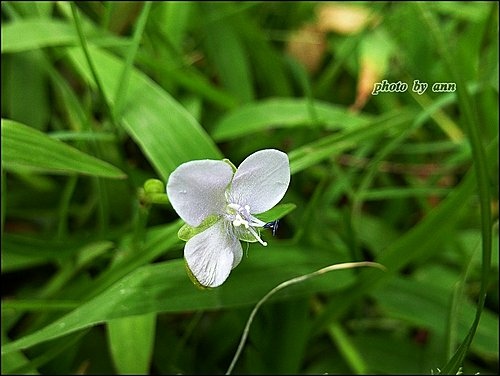 鴨跖草科-牛軛草02.jpg