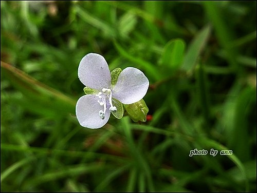 鴨跖草科-牛軛草10.jpg