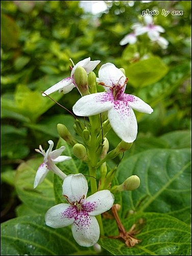 爵床科-金葉擬美花02.jpg