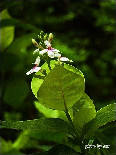 爵床科-金葉擬美花10.jpg