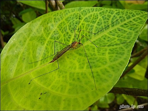 爵床科-金葉擬美花12.jpg