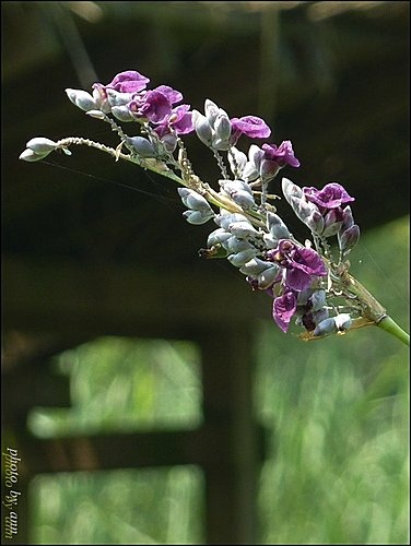 竹芋科-水竹芋08.jpg