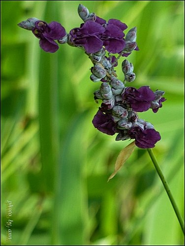 竹芋科-水竹芋09.jpg