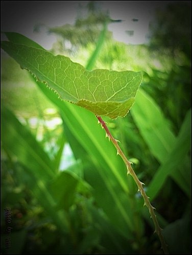 蓼科-扛板歸05.jpg