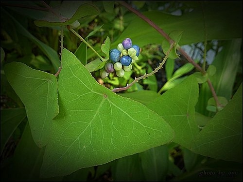 蓼科-扛板歸08.jpg