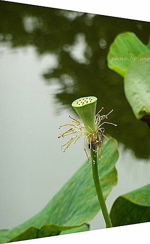 蓮科-荷花21.jpg