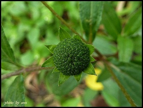 菊科-鱧腸11.jpg