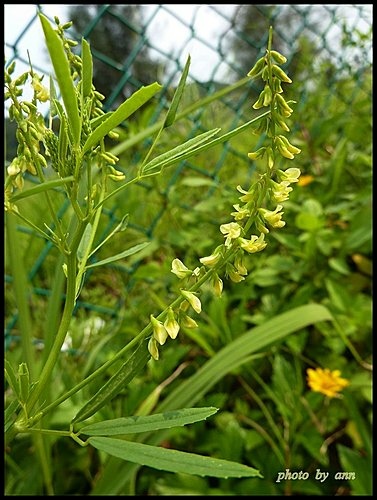 豆科-印度草木樨01.jpg