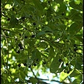 樟科-樟樹20.jpg