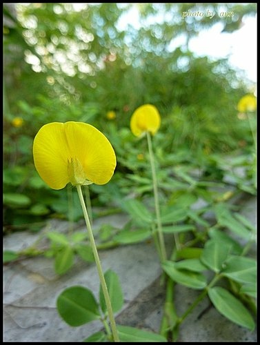 豆科-蔓花生09.jpg