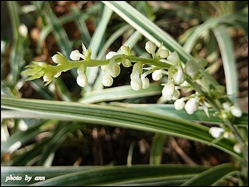 百合科-銀紋沿階草07.jpg