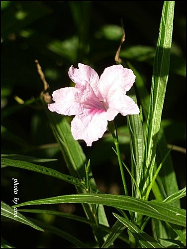 爵床科-翠蘆莉(高性)10.jpg