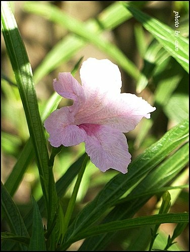 爵床科-翠蘆莉(高性)11.jpg