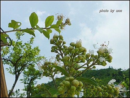 千屈菜科-九芎12.jpg